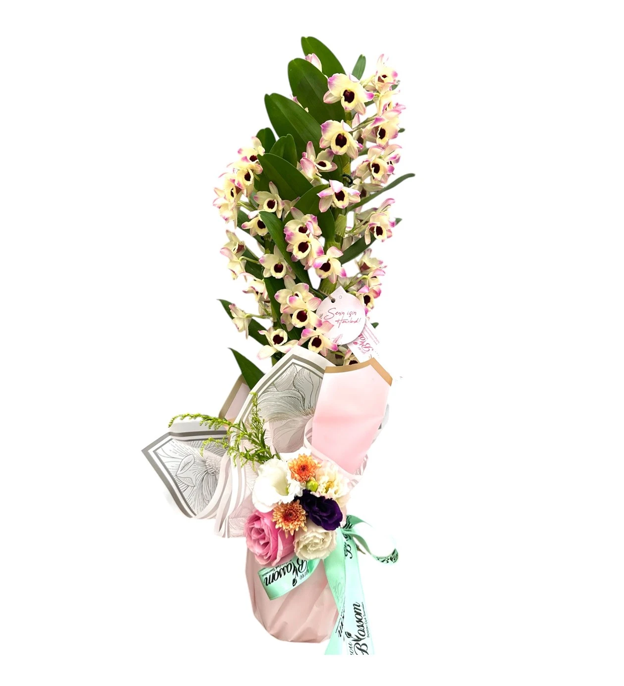 Çift Dallı Dendrobium Orkide