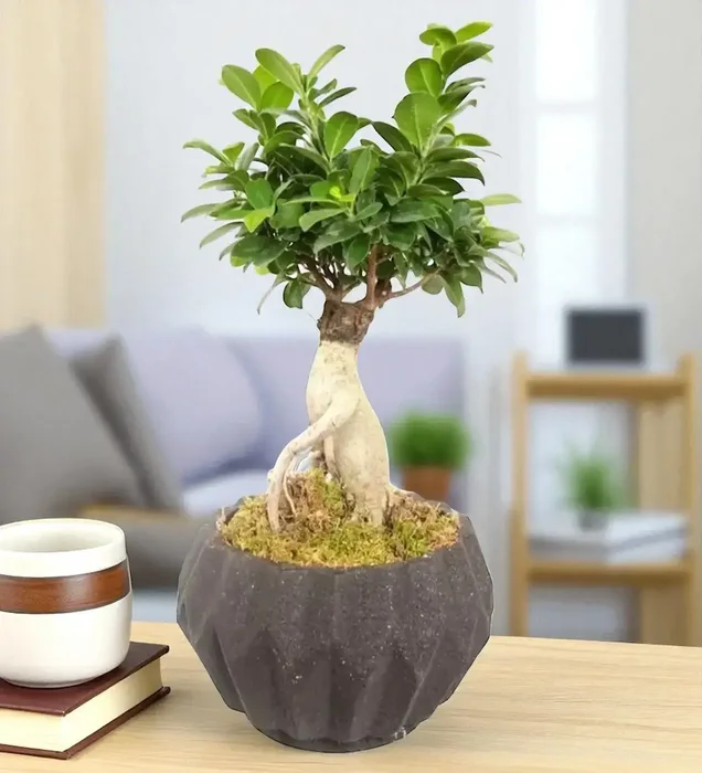 Zen Bonsai Elegance Dekoratif Saksıda Ficus Ginseng