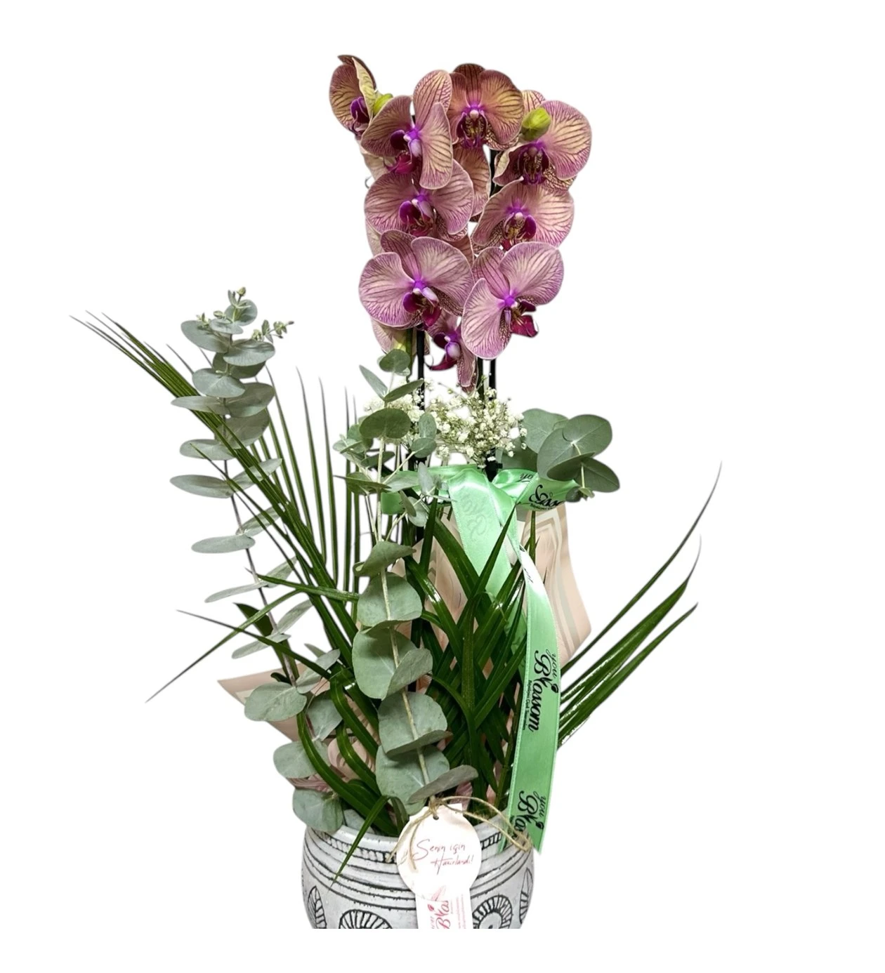 Eterna Bloom Orkide