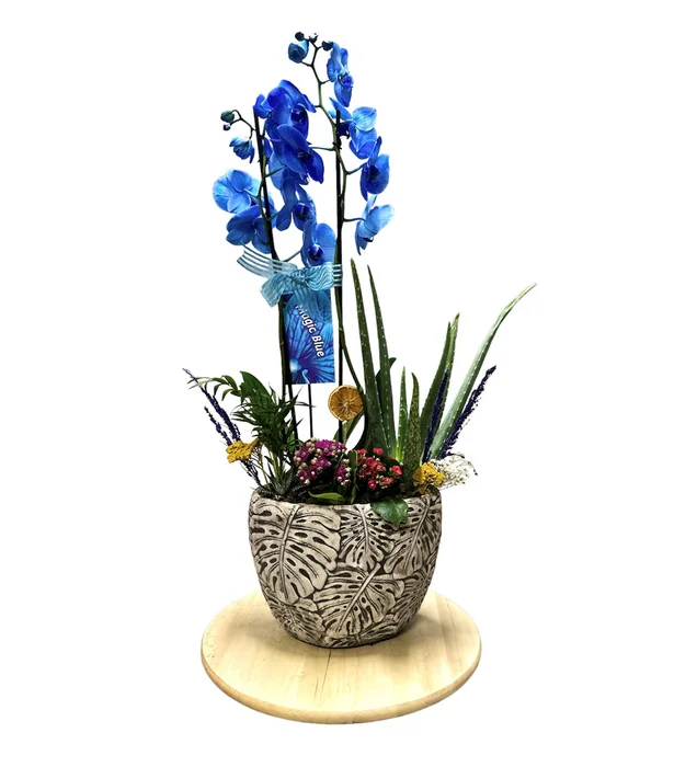 Magic Blue Orchid Garden
