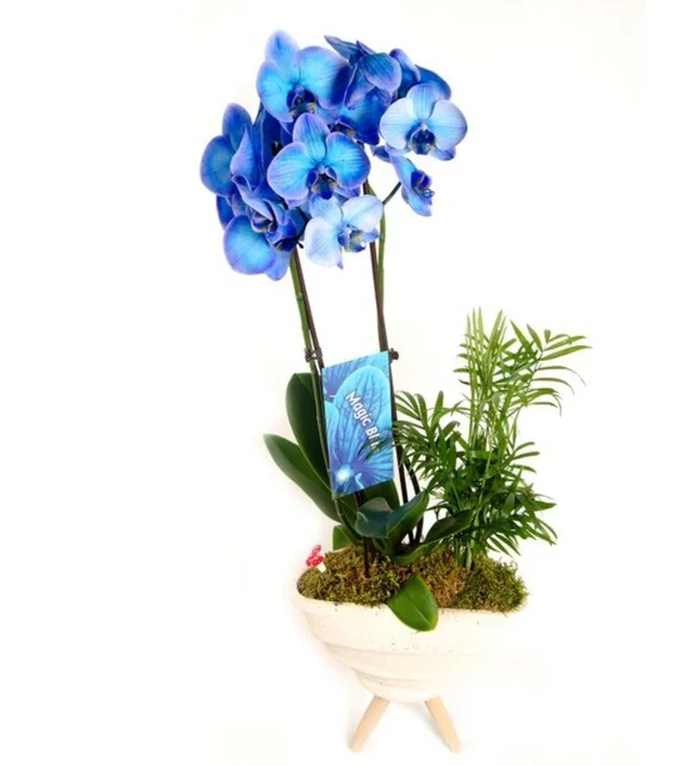 Magic Blue Lover Orchid