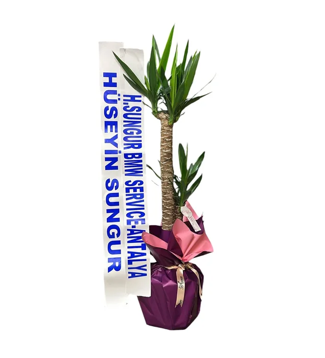 Yucca Bitkisi