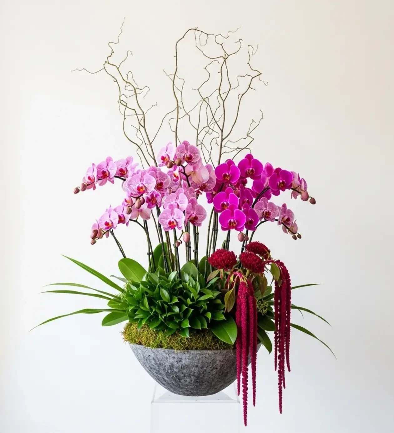 Orkide Bahçesi: Taş Saksıda 7 Dal Mor ve Eflatun Phalaenopsis