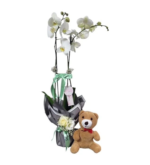 Teddy Bear Çift Dallı Beyaz Orkide