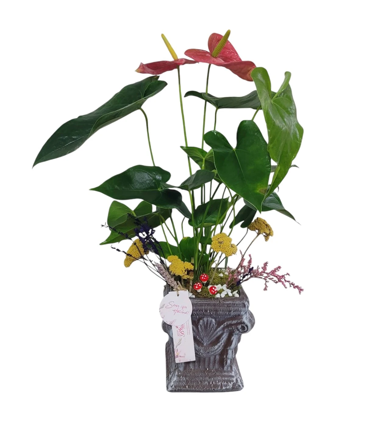 Flamingo Anthurium Çiçeği