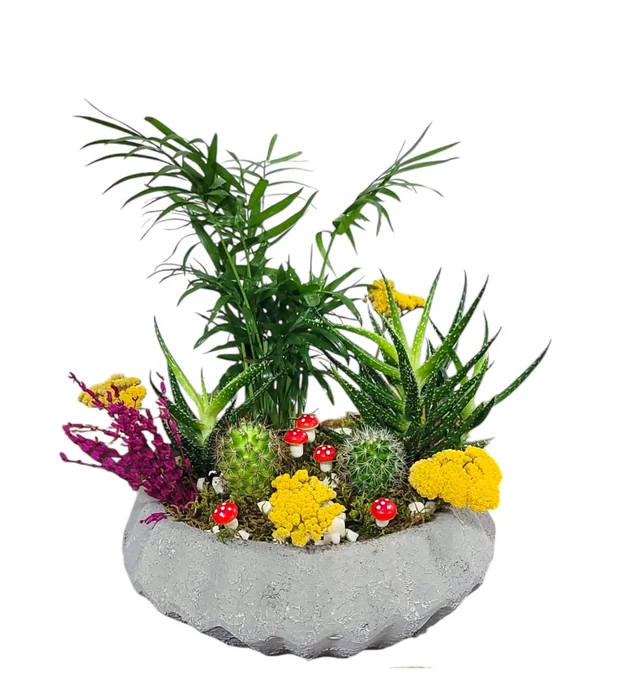 Areca Sukulent Garden Teraryum