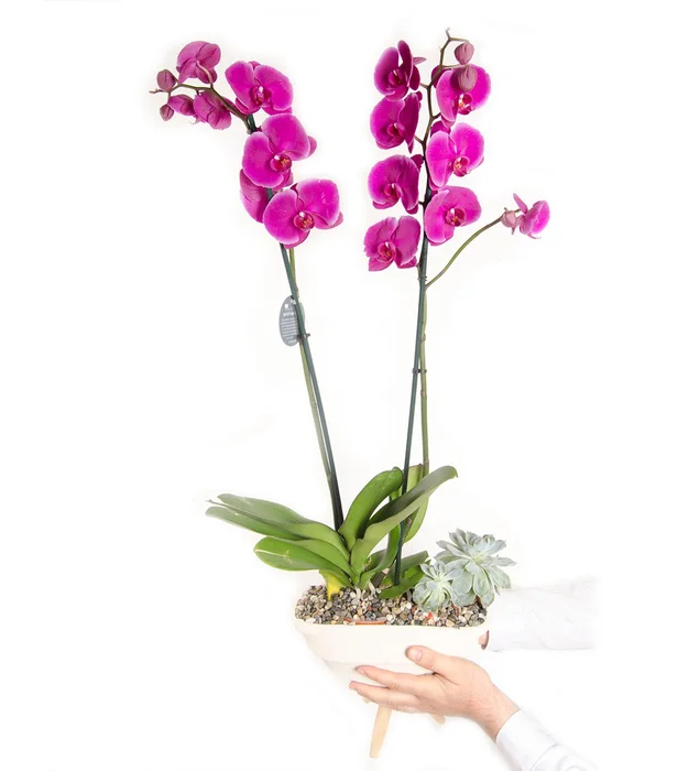Unicorn Double Purple Orchid