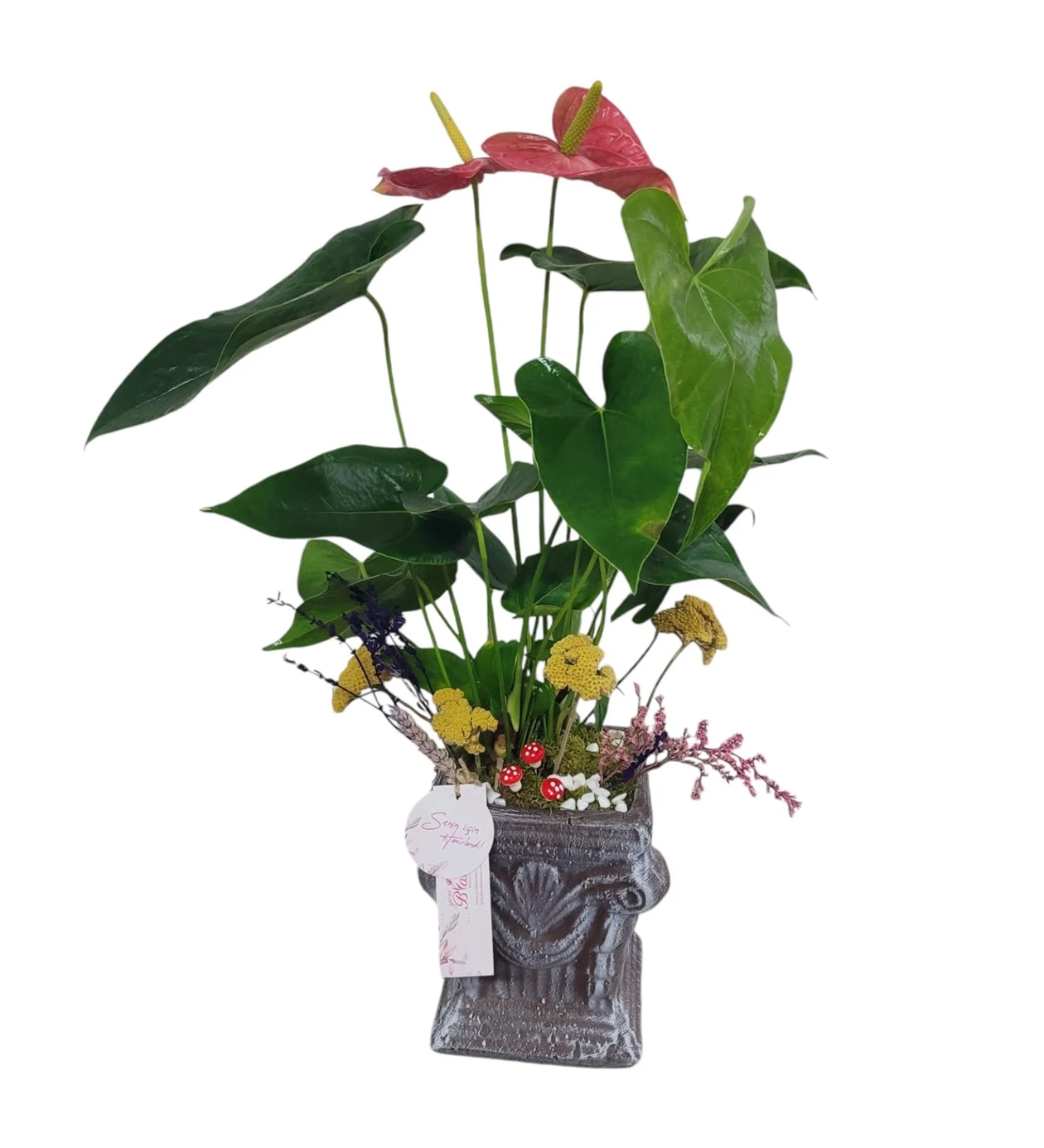 Flamingo Anthurium Çiçeği