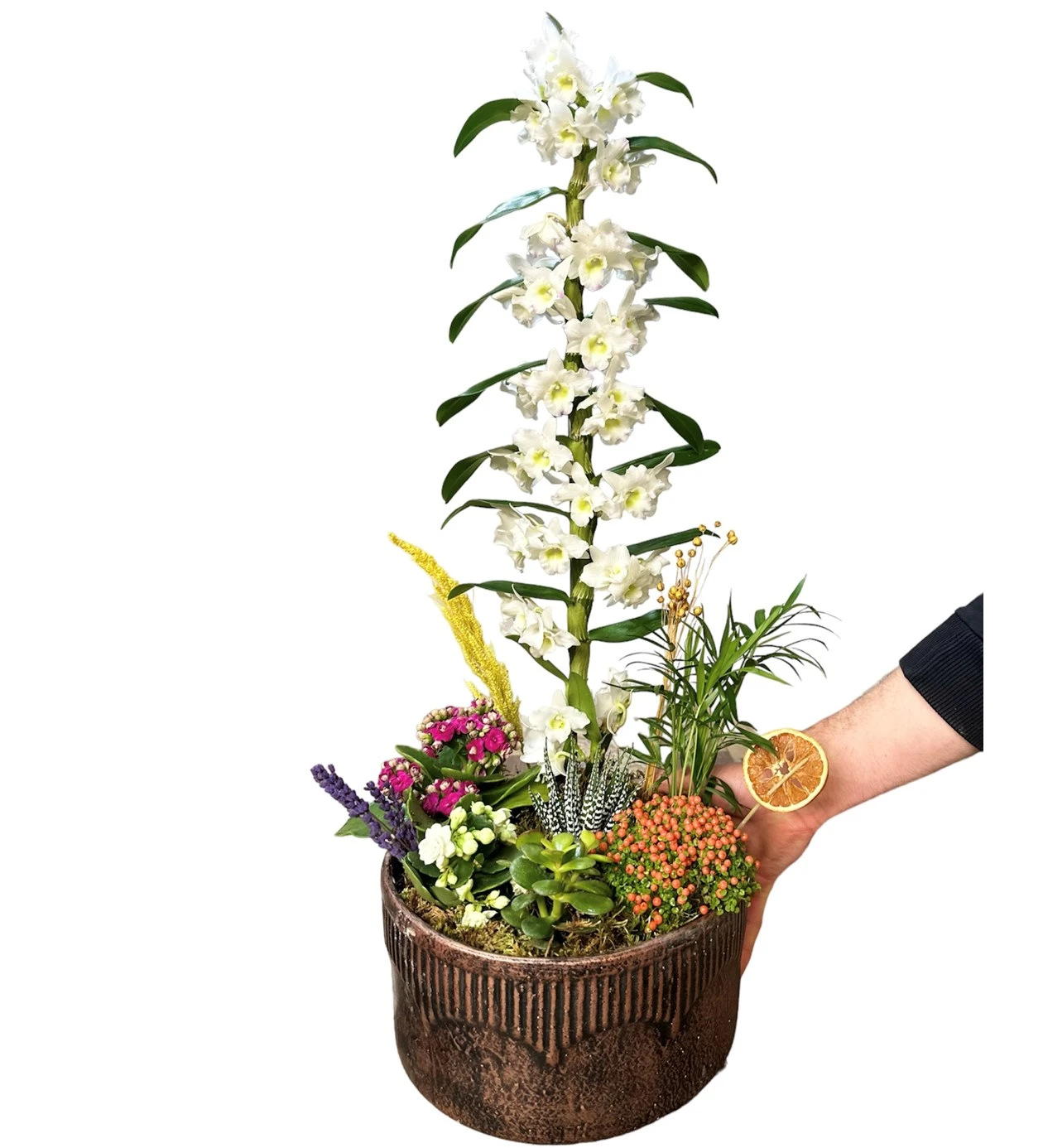 White Dendrobium Orchid Arrangement