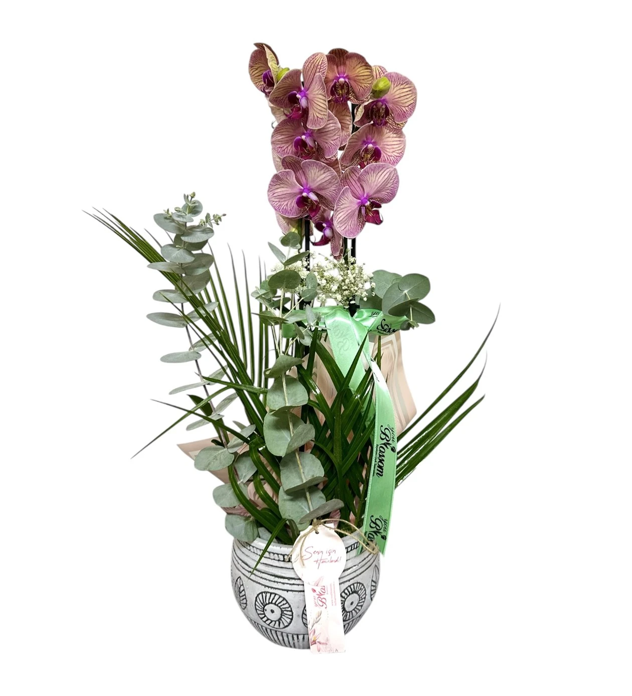 Eterna Bloom Orkide
