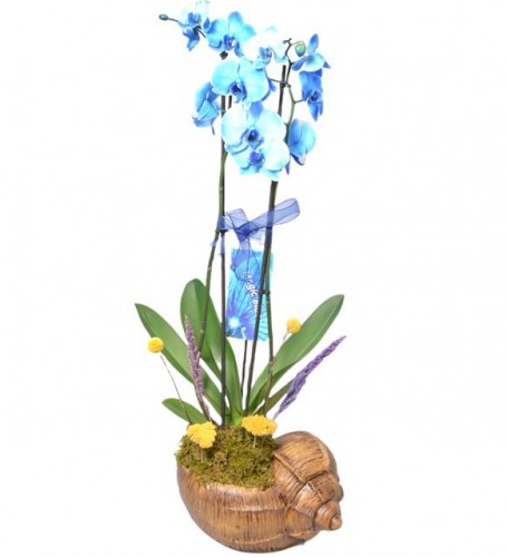 Saksıda Çift Dallı Mavi Orkide No.9