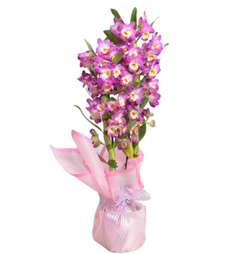 Watercolor Dendrobium Orchid