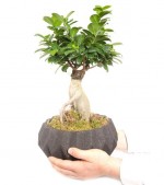 2022/02/3-thumb-dekoratif-dizayn-saksida-ficus-ginseng-bonsai-kc9853293-1-7333c9ded9514b57bf185816fa868277.jpg