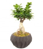 2022/02/3-thumb-dekoratif-dizayn-saksida-ficus-ginseng-bonsai-kc9853293-1-874620a216ec4cec8eb07e2b501c3aa4.jpg