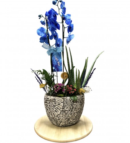Deluxe Magic Blue & Violet Garden Orkide